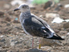 juvenile LBBG, ringed in the Netherlands.